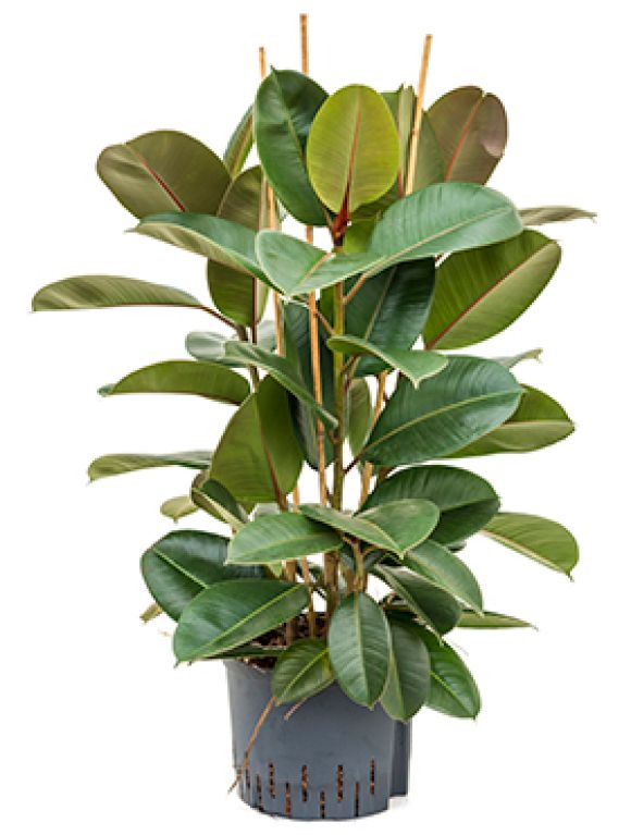 Epipremnum Pinnatum Global Green