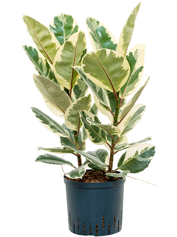 Epipremnum Pinnatum Global Green blad