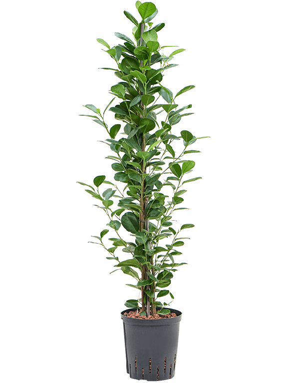 Epipremnum Pinnatum Global Green