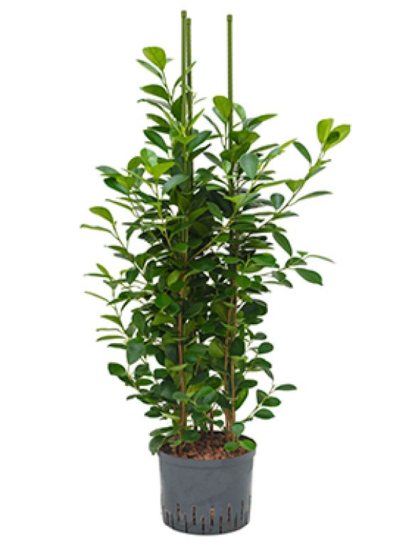 Epipremnum Pinnatum Global Green blad variegata