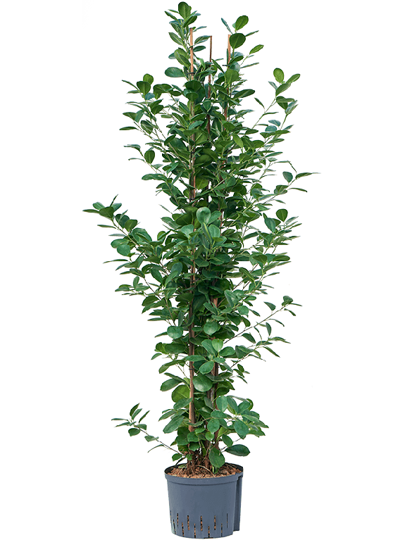 Marcgravia Sintenisii