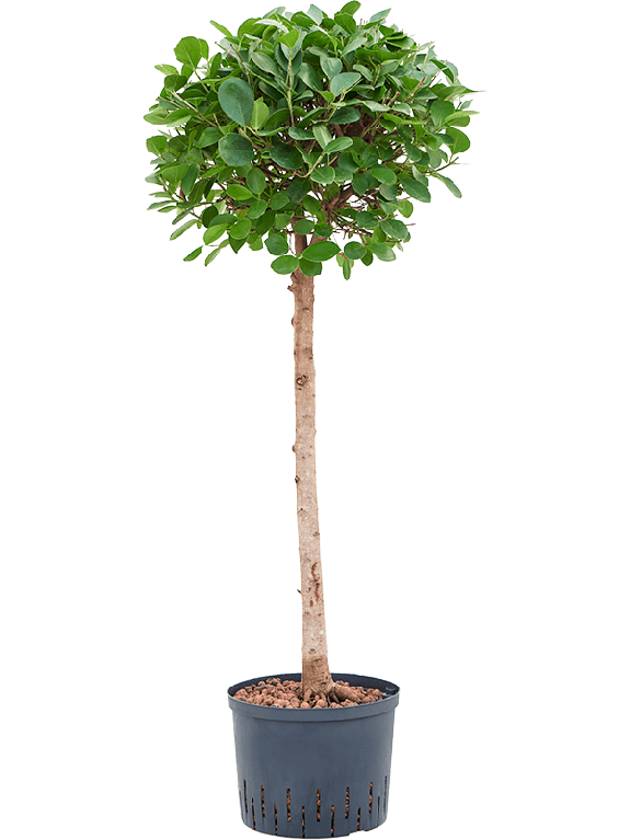 Scindapsus Treubii Dark plant