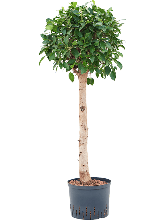 Scindapsus Treubii Dark plant