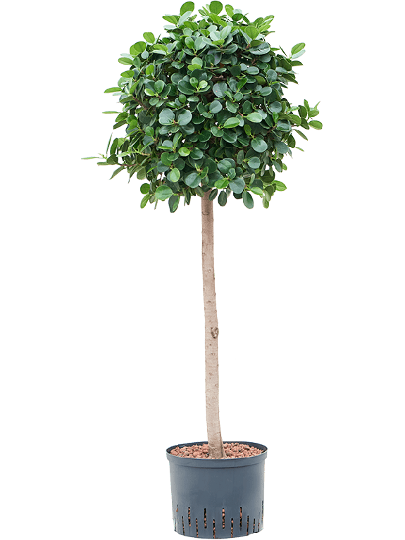 Marcgravia Sintenisii