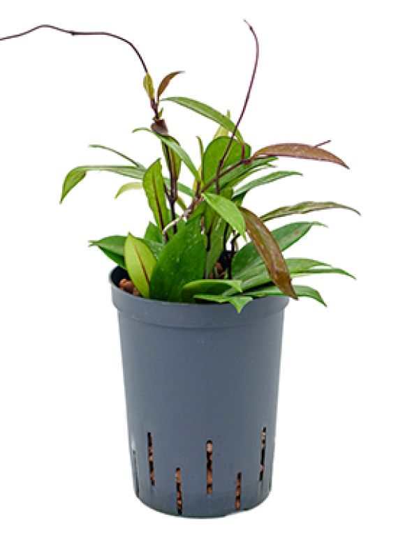 Epipremnum Pinnatum Global Green blad