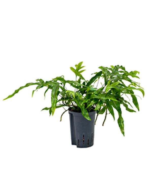 Syngonium Red Spot blad