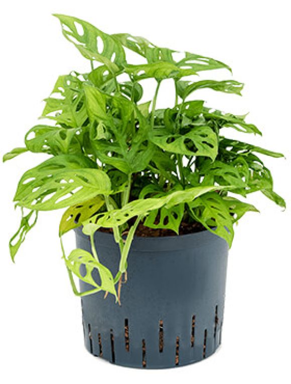 Monstera Siltepecana