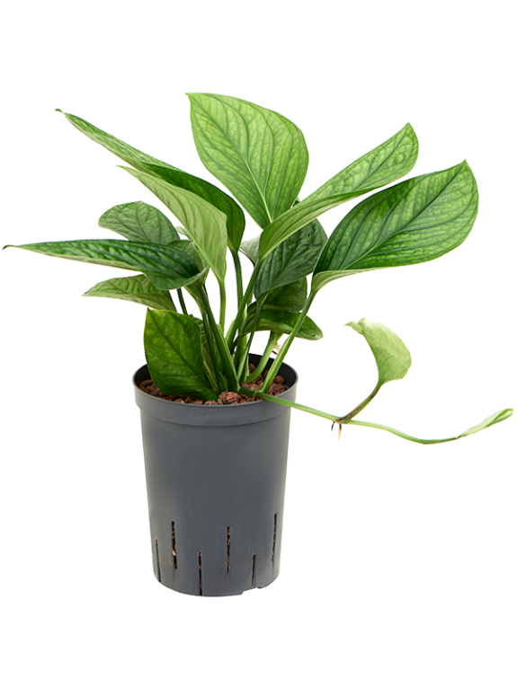 Epipremnum Pinnatum Global Green blad