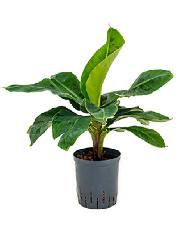 Syngonium Red Spot blad