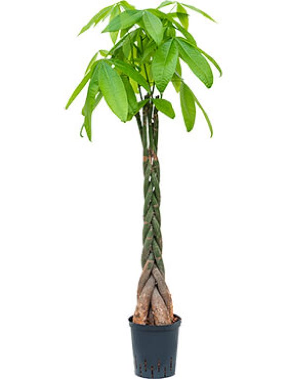 Epipremnum Pinnatum Global Green