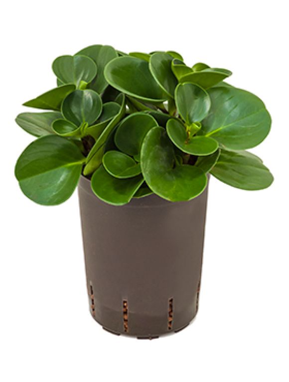 Syngonium Red Spot blad