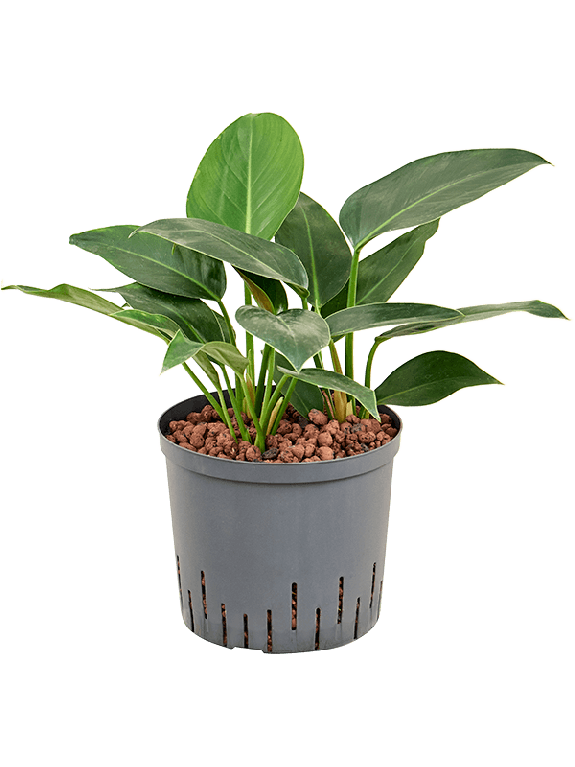 Monstera Siltepecana