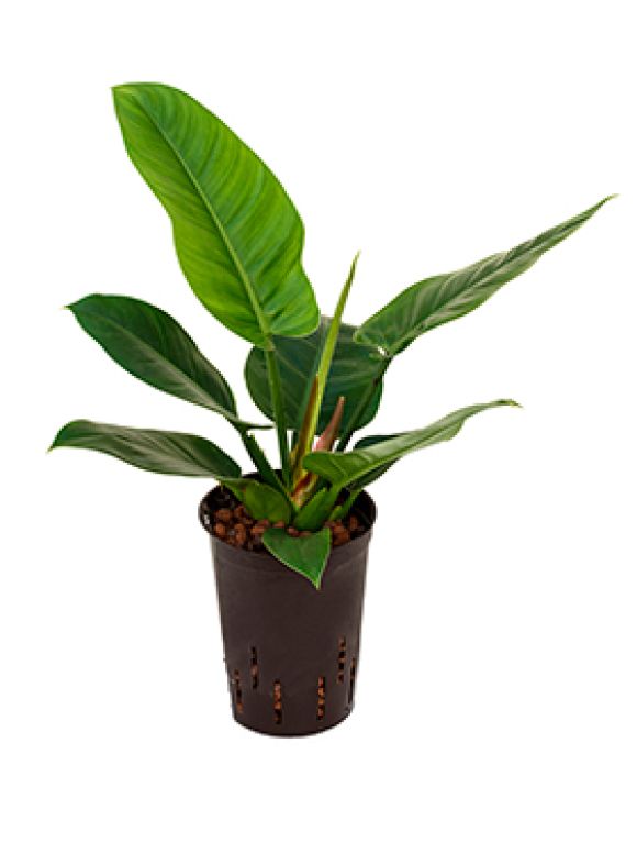 Syngonium Red Spot blad