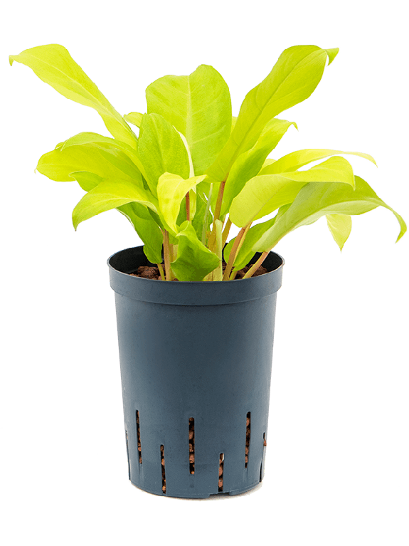 Syngonium Red Spot blad