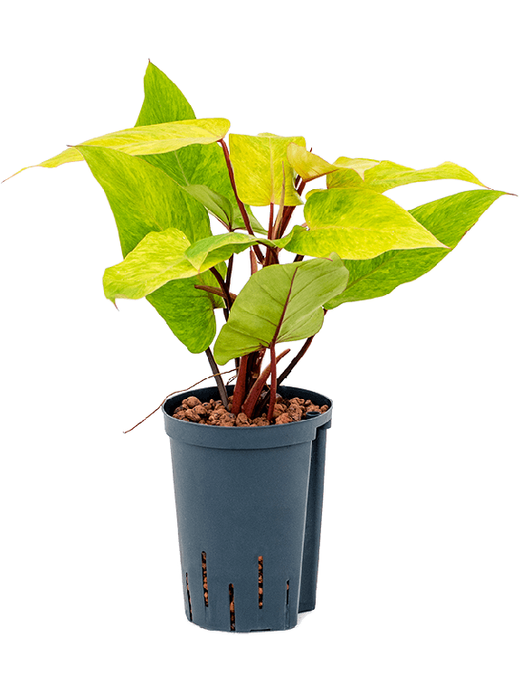 Epipremnum Pinnatum Global Green blad