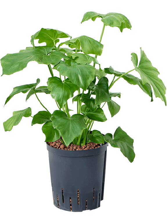 Epipremnum Pinnatum Global Green