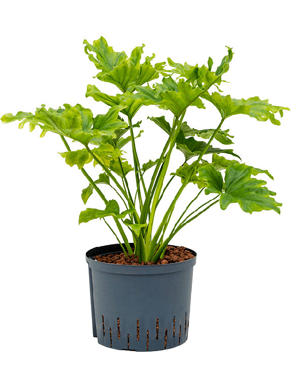 Marcgravia Sintenisii