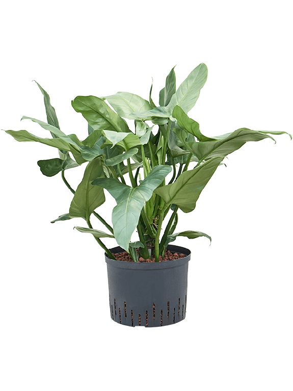 Marcgravia Sintenisii