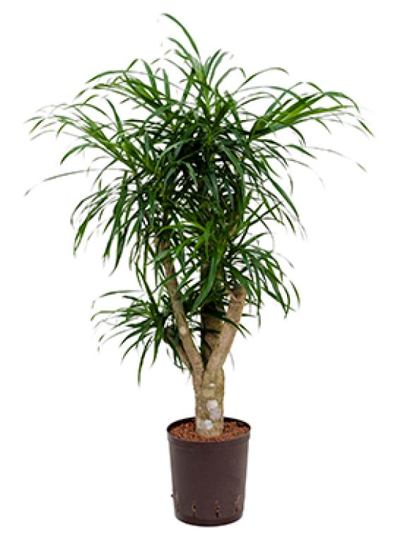 Epipremnum Pinnatum Global Green blad variegata