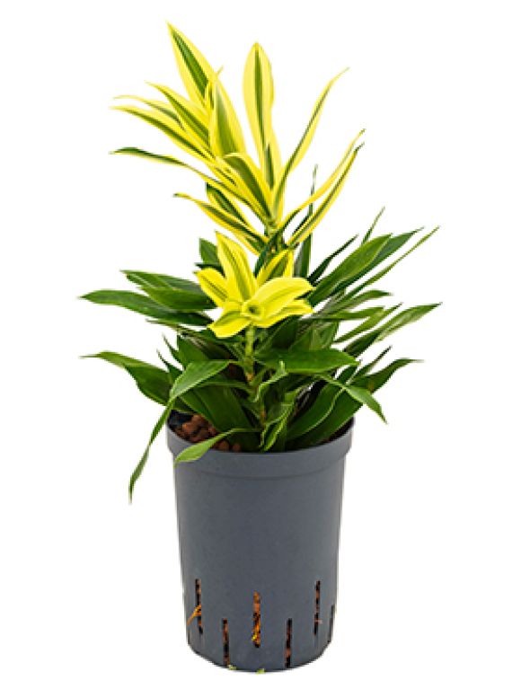 Epipremnum Pinnatum Global Green blad