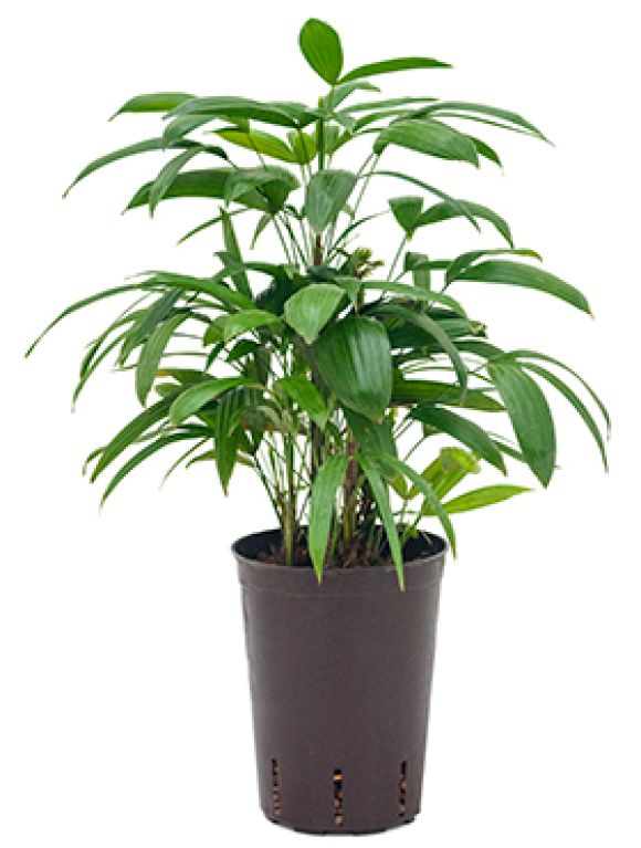 Scindapsus Treubii Dark plant