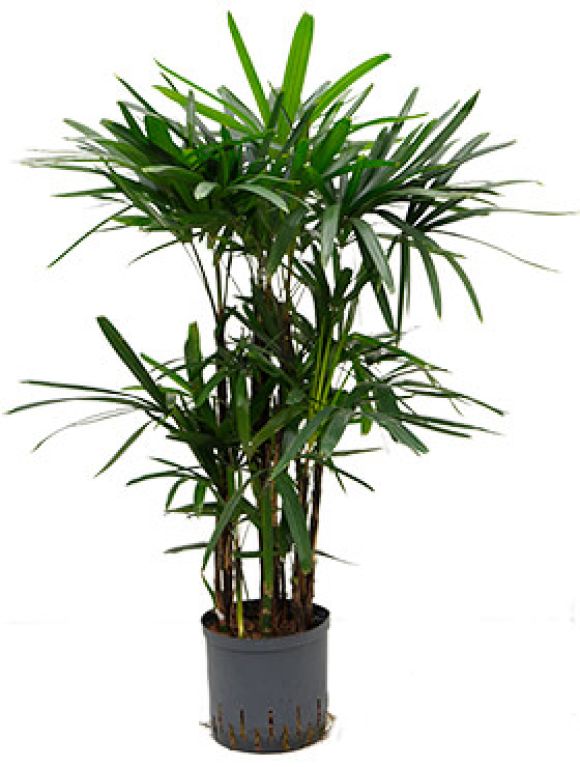 Monstera Siltepecana