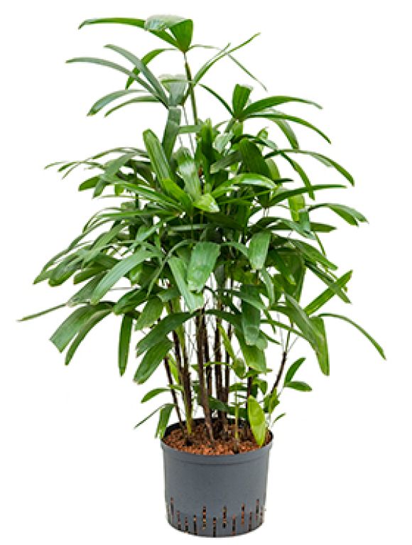 Syngonium Three Kings