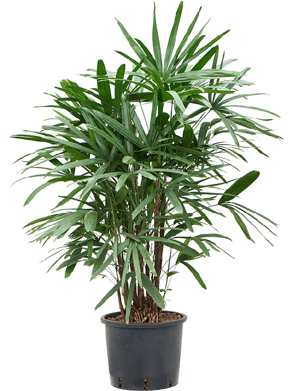 Epipremnum Pinnatum Global Green