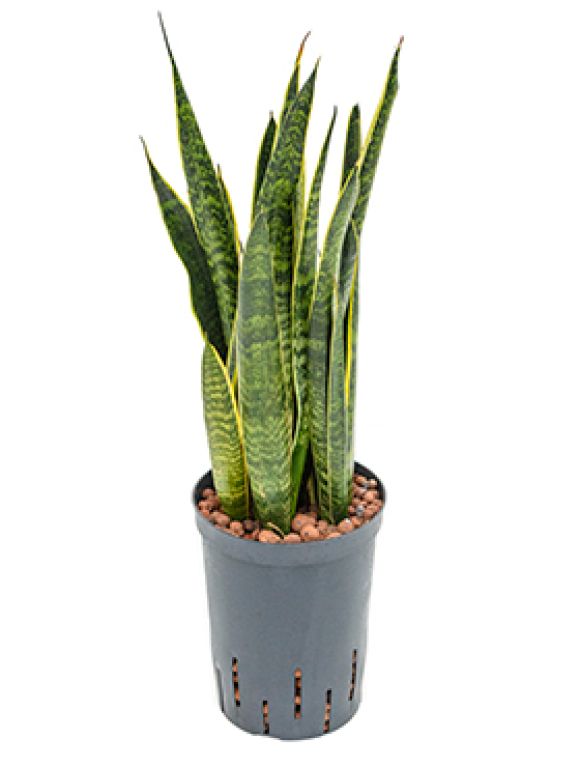 Epipremnum Pinnatum Global Green blad