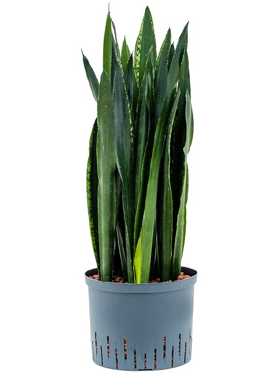 Marcgravia Sintenisii