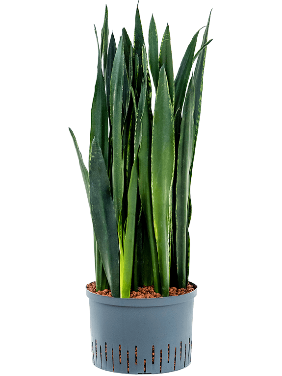 Epipremnum Pinnatum Global Green