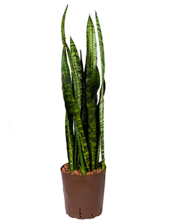 Syngonium Red Spot blad