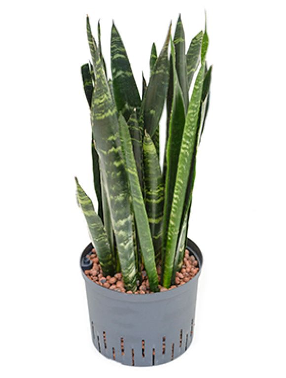 Alocasia Branchifolia Pink Passion blad