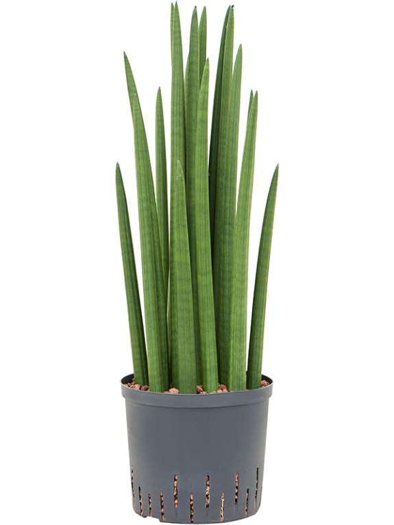 Monstera Siltepecana