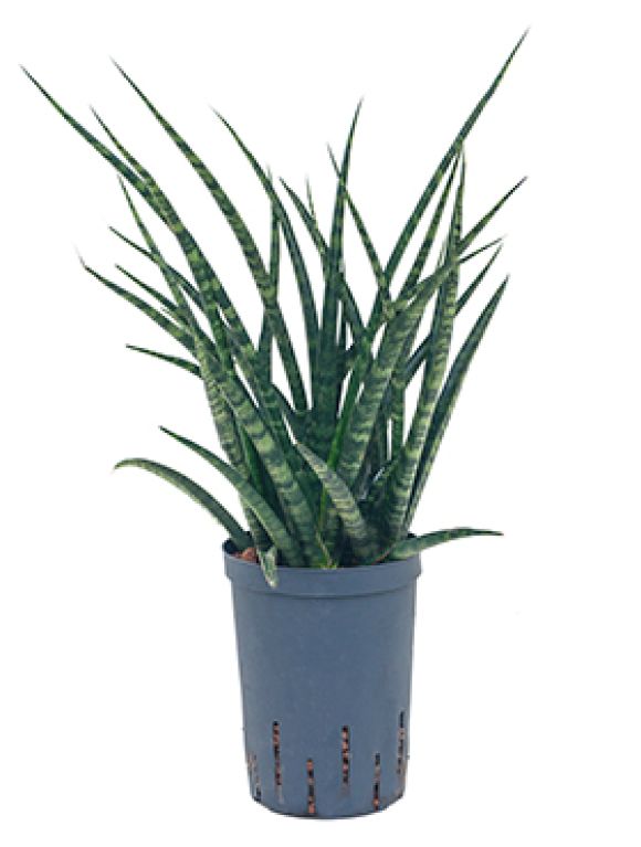 Epipremnum Pinnatum Global Green