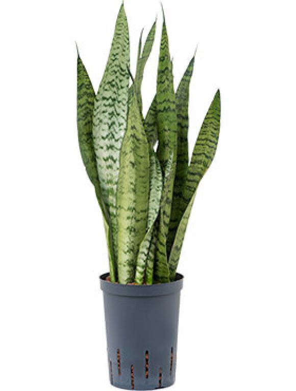 Monstera Siltepecana