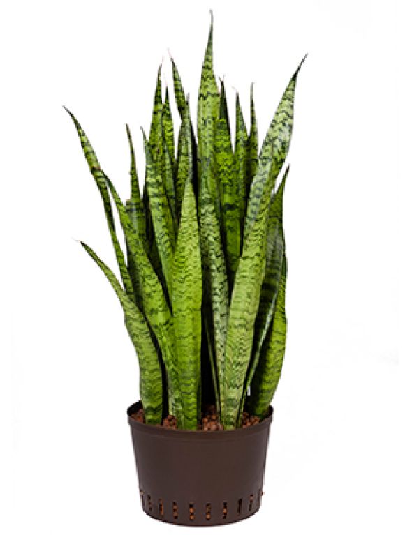 Epipremnum Pinnatum Global Green blad
