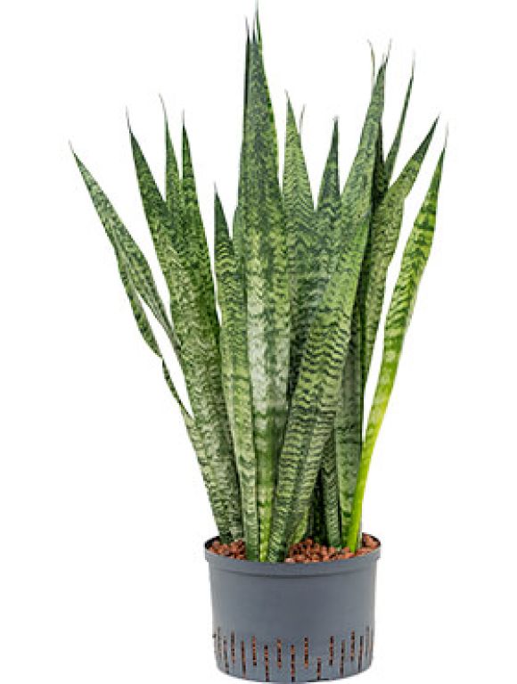 Monstera Siltepecana