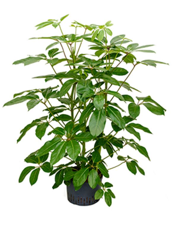 Syngonium Red Spot blad