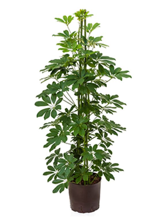 Scindapsus Treubii Dark plant