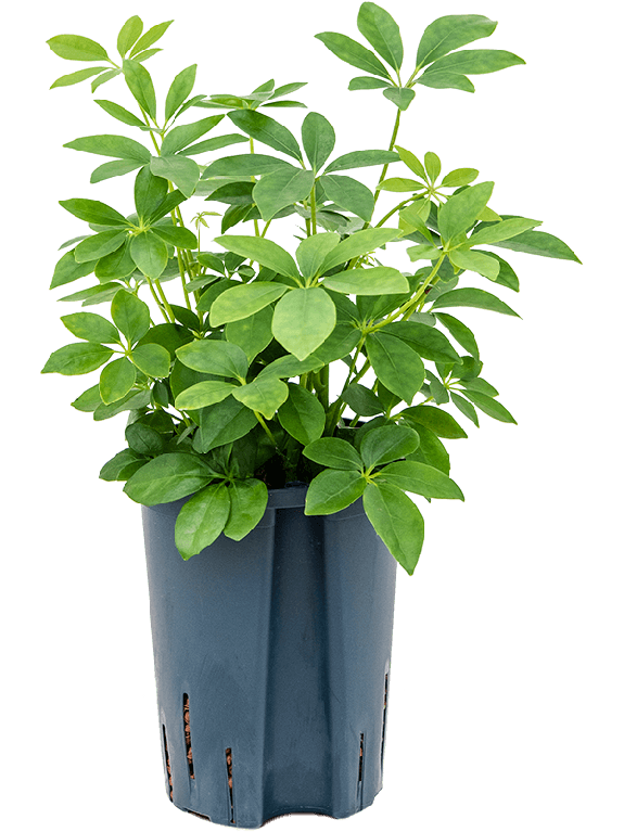 Scindapsus Treubii Dark plant
