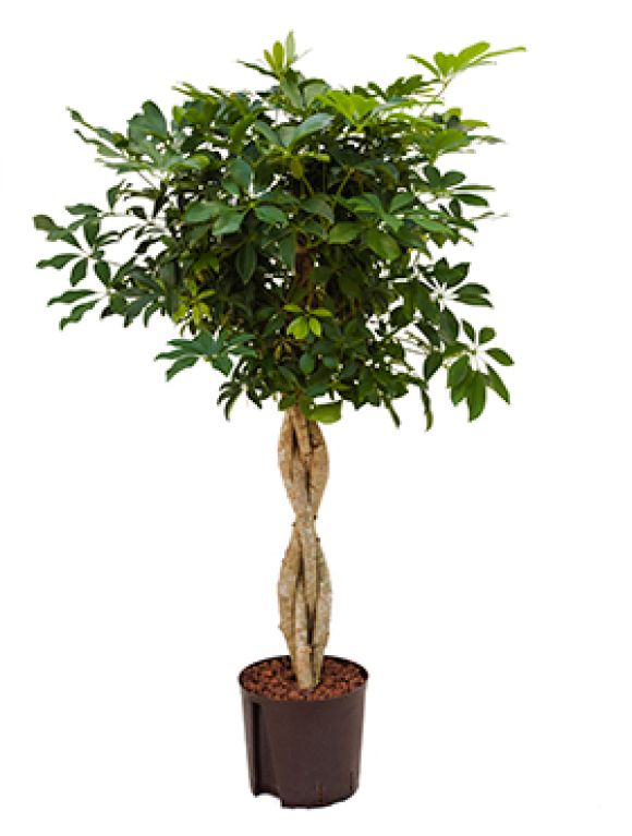 Scindapsus Treubii Dark