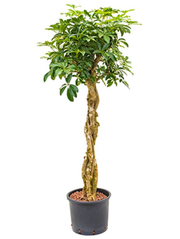 Epipremnum Pinnatum Global Green