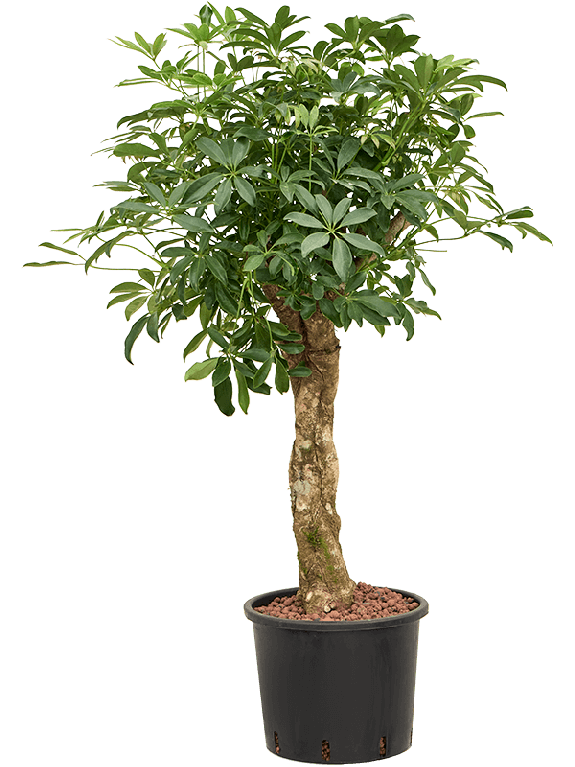 Epipremnum Pinnatum Global Green
