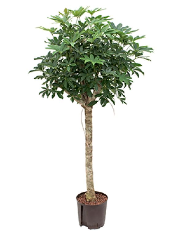 Syngonium Red Spot blad