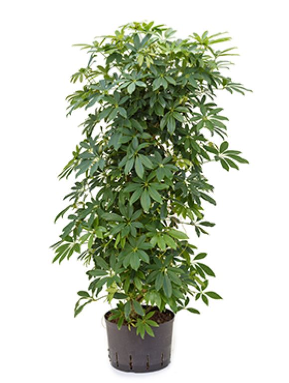 Scindapsus Treubii Dark