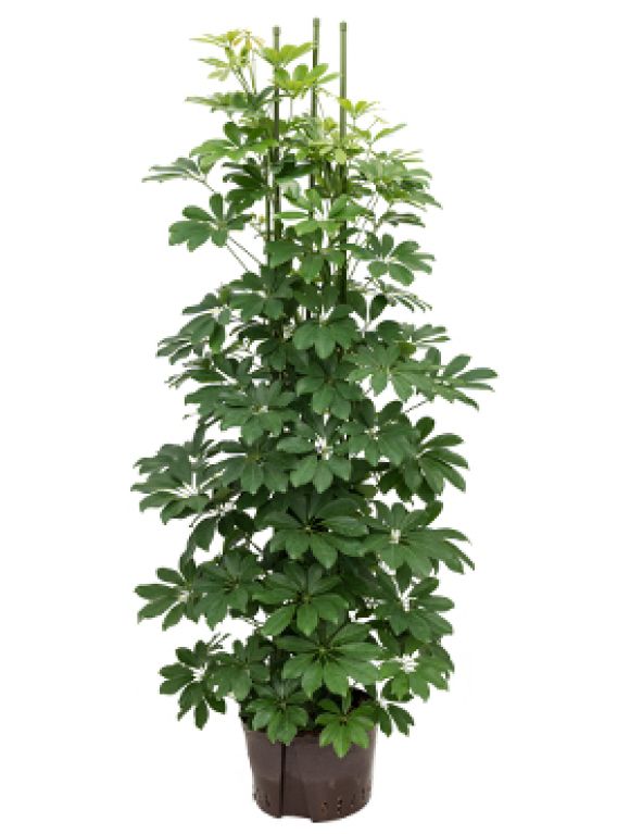 Epipremnum Pinnatum Global Green blad