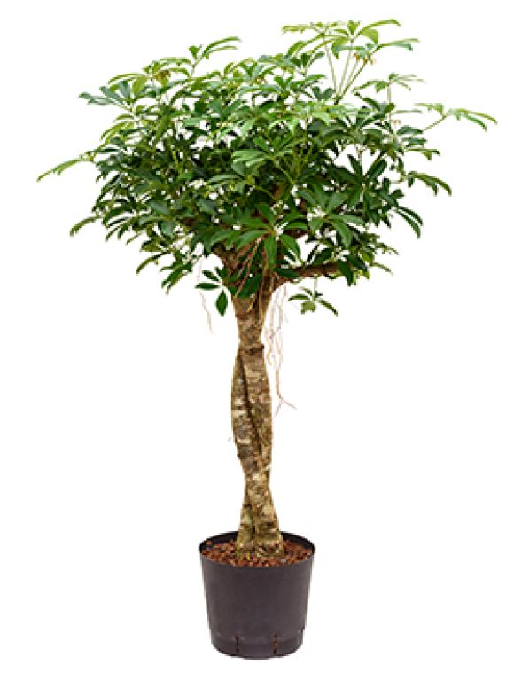 Scindapsus Treubii Dark