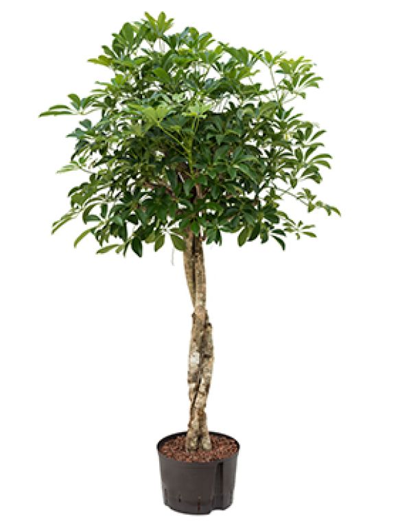 Scindapsus Treubii Dark