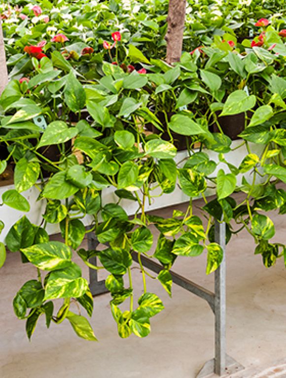 Syngonium Red Spot blad
